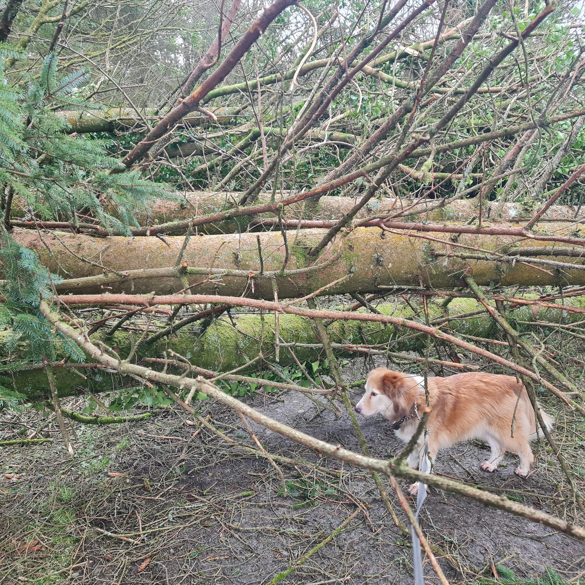 Trees down in Necarne. Photo: Joe Mahon